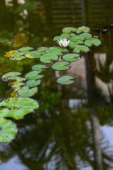 Lilies in water