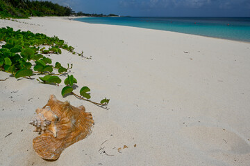 Conch shell outer side on Caribbean beach