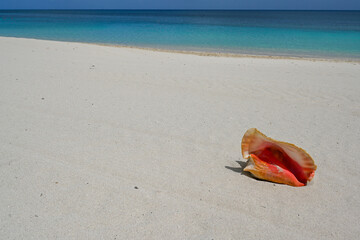 Conch shell