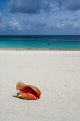 Conch shell on the beach