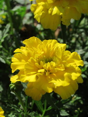 Zbliżenie na żółty kwiat aksamitki