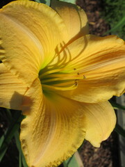 Zbliżenie na barwny kwiat liliowca (hemerocallis)