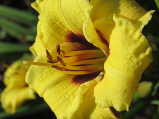 Zbliżenie na barwny kwiat liliowca (hemerocallis) © Kumulugma