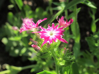 Zbliżenie na kwiaty rośliny z gatunku Phlox drummondii © Kumulugma