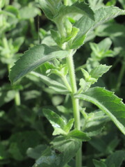 Zbliżenie na pędy mięty © Kumulugma