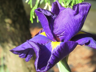 Zbliżenie na kwiat irysa © Kumulugma