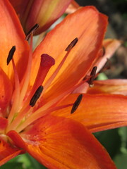 Zbliżenie na barwny kwiat lilii © Kumulugma