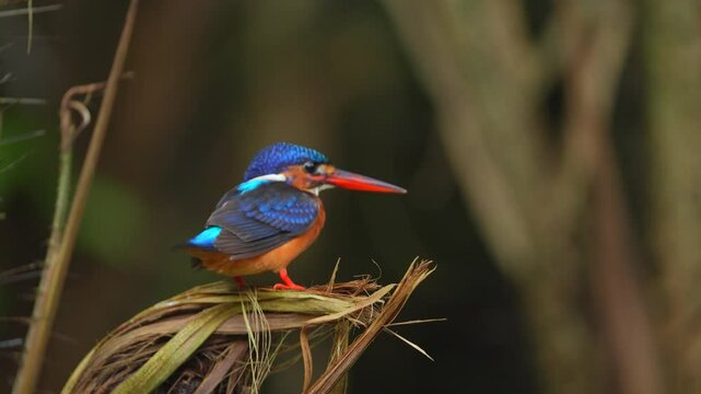 a Blue-eared kingfisher bird spun its body over a snakefruit flower then defecated and flew away