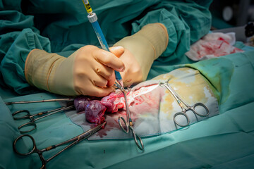 Veterinarian doing surgery