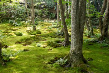 A beautifully maintained Zen garden in Japan.