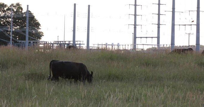 Cows grazing in field with electrical wires and transformers in the background