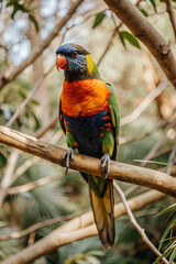 Obraz premium A colorful parrot perched on a branch in a dense jungle