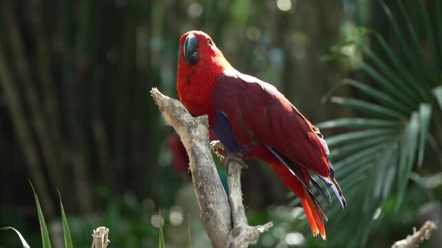 Moluccan Eclectus (Eclectus roratus) Female Parrot Spreading Wings on Sides Perched on a Branch in Exotic Tropical Park