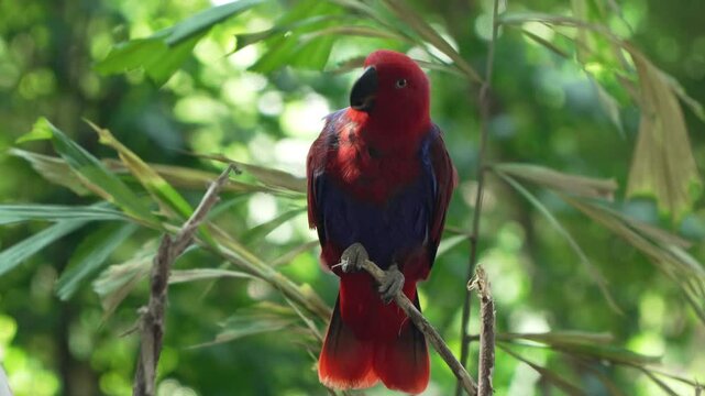 Moluccan Eclectus (Eclectus roratus) Female Parrot Bird Sitting on Twig Tip Preening or Cleaning Feathers Perched in Wild Rainforest in Bali