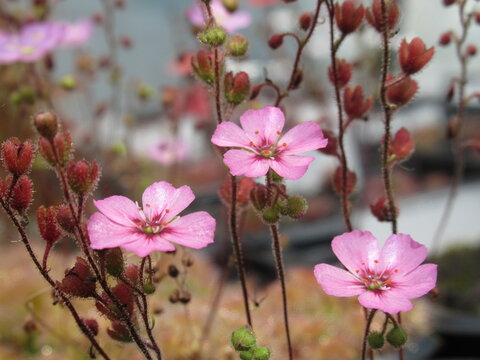 Zbliżenie na r&oacute;żowe kwiaty rośliny z gatunku drosera pulchella