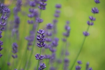 lavendel heilpflanze