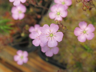 Zbliżenie na różowe kwiaty rośliny z gatunku pygmy drosera © Kumulugma