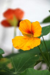 kapuzinerkresse, heilpflanze