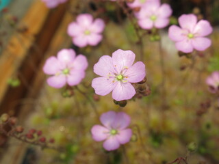 Zbliżenie na różowe kwiaty rośliny z gatunku pygmy drosera © Kumulugma