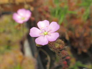 Zbliżenie na różowe kwiaty rośliny z gatunku pygmy drosera © Kumulugma