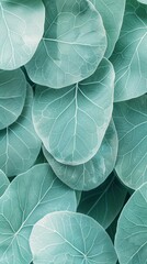 Obraz premium A Close-Up View of Light Green Leaves in a Tropical Garden