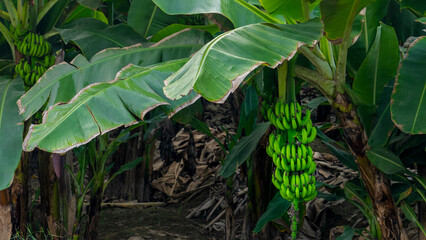 Banana plantation in salalah Oman.
