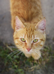 portrait of a redhead cat