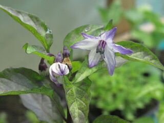 Zbliżenie na kwiaty ostrej papryki © Kumulugma