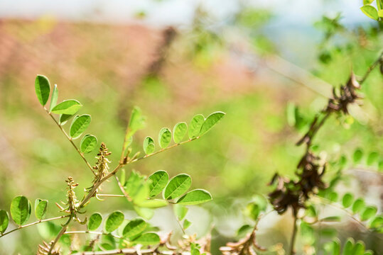 Close up view of the leaves of a wild indigo or anil, indigofera suffruticosa, shrub plant commonly used to produce a blue natural pigment.