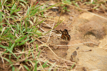 Theona checkerspot, Chlosyne theona, butterfly standing on the ground resting with its wings folded showing its characteristic design: alternating areas of orange and cream, all outlined in black.