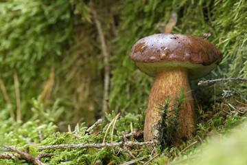 Boletus pinophilus mushroom growing in the woods