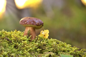 Pine bolete mushroom growing in the woods