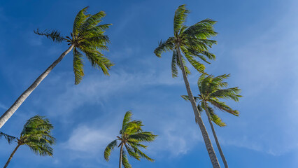 Tall coconut palms against a background of blue sky and clouds. Trunks and waving leaves of the crowns. Bottom-up view. Philippines.