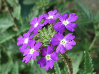 Zbliżenie na kwiat rośliny z gatunku Verbena © Kumulugma