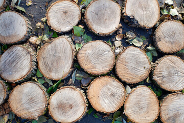 cutting tree trunks as a road