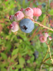 Zbliżenie na owoce borówki amerykańskiej © Kumulugma