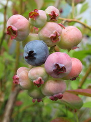 Zbliżenie na owoce borówki amerykańskiej © Kumulugma