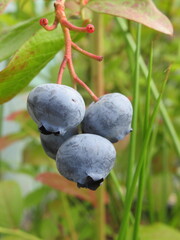 Zbliżenie na owoce borówki amerykańskiej © Kumulugma