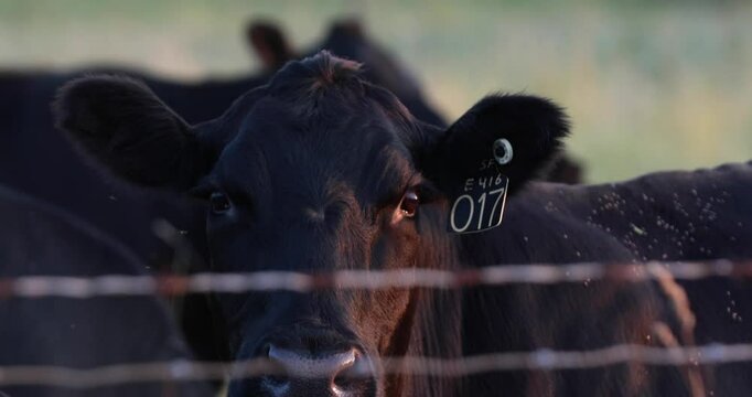 Close up of a cow staring in camera