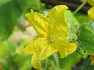 Zbliżenie na kwiaty ogórka © Kumulugma