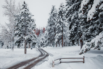 Snow Scenery in the Colorado Mountains in Winter