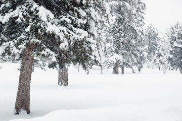 Fototapeta premium Snow Scenery in the Colorado Mountains in Winter