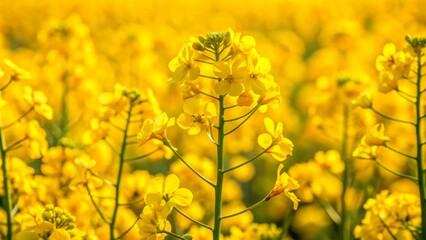 Obraz premium Vibrant yellow rapeseed flowers bloom in abundance, filling the frame with bright, cheerful petals and delicate, intricate centers.