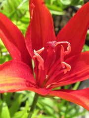 Zbliżenie na barwny kwiat lilii © Kumulugma