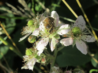 Zbliżenie na kwiaty jeżyny © Kumulugma