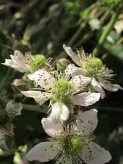 Zbliżenie na kwiaty jeżyny © Kumulugma