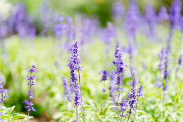 Fototapeta premium Closeup and crop Blue Salvia flowers in garden and natural blurred background.