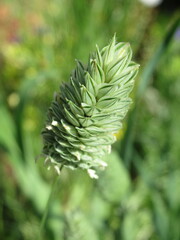 Zbliżenie na kwiat rośliny z gatunku Phalaris canariensis