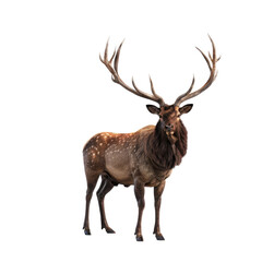 Photo of Elk isolated on transparent background