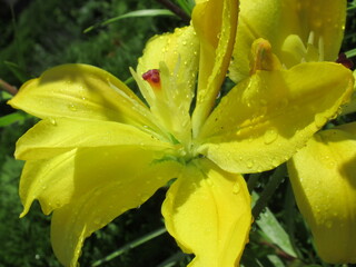 Zbliżenie na barwny kwiat lilii © Kumulugma